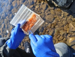 Nachhaltigkeit und Besatz